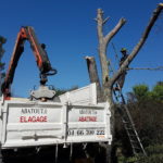 abattage arbre gard - entreprise abattage arbre abatout