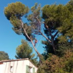 élagage taille arbre dangereux nîmes - arboriste nîmes - entreprise abatout