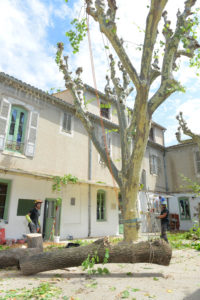 abattage caissargues