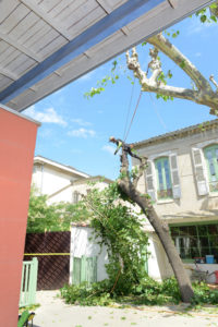 entreprise abattage arbre caissargues