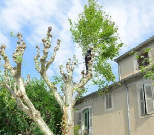 taille arbre nimes