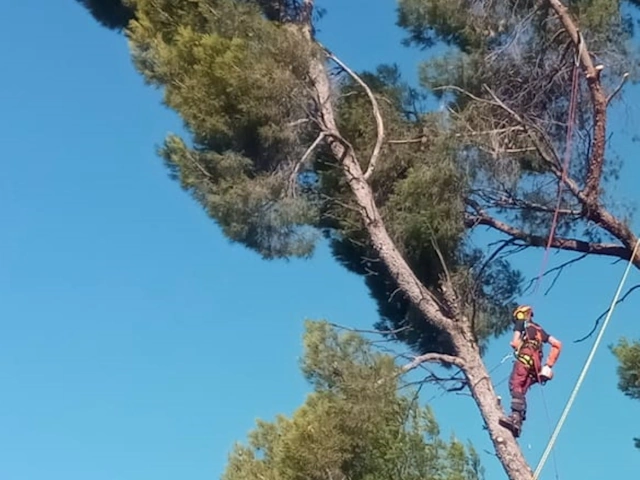 taille arbre dangereux Milhaud - arboriste Milhaud - entreprise abatout