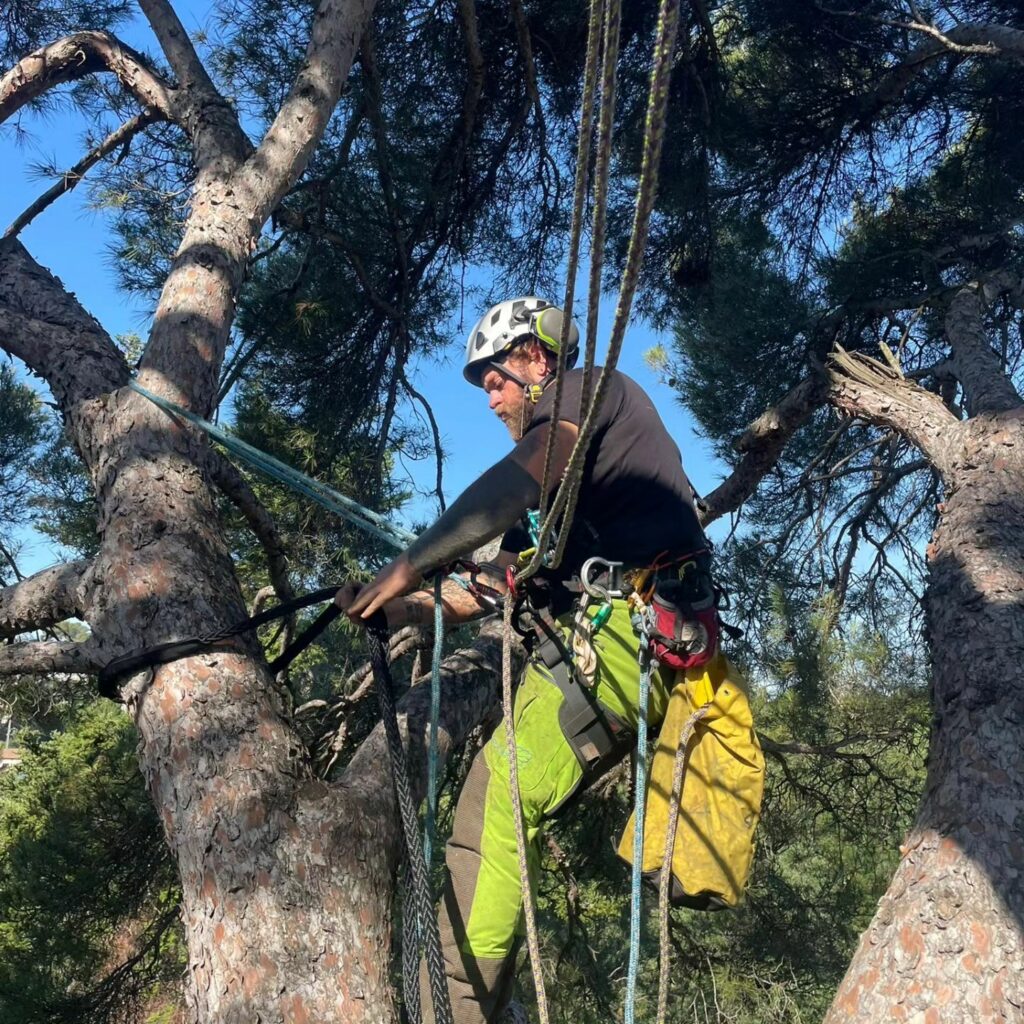 élagage arbre Rodilhan