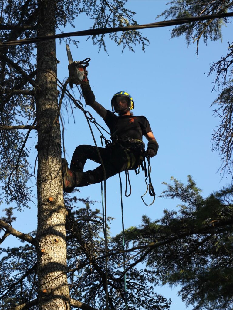 élagueur grimpeur Nîmes - Sarl Abatout