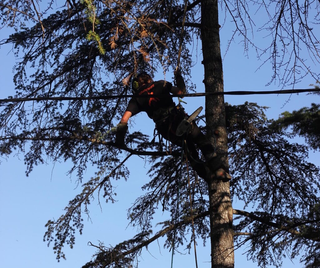 entreprise élagueur-grimpeur Nîmes - Sarl Abatout